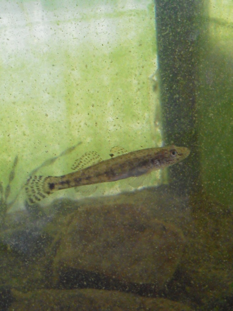DCIM0085