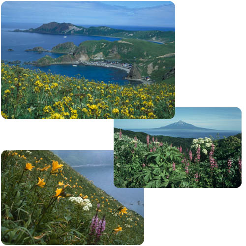 礼文島の花々